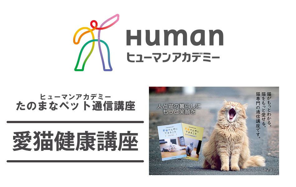Pastel Cat World Oshineko