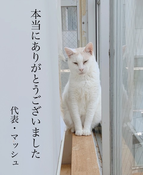 里親募集型猫カフェ 猫式様 猫も人も幸せに 推し猫グランプリ21特別インタビュー Oshineko