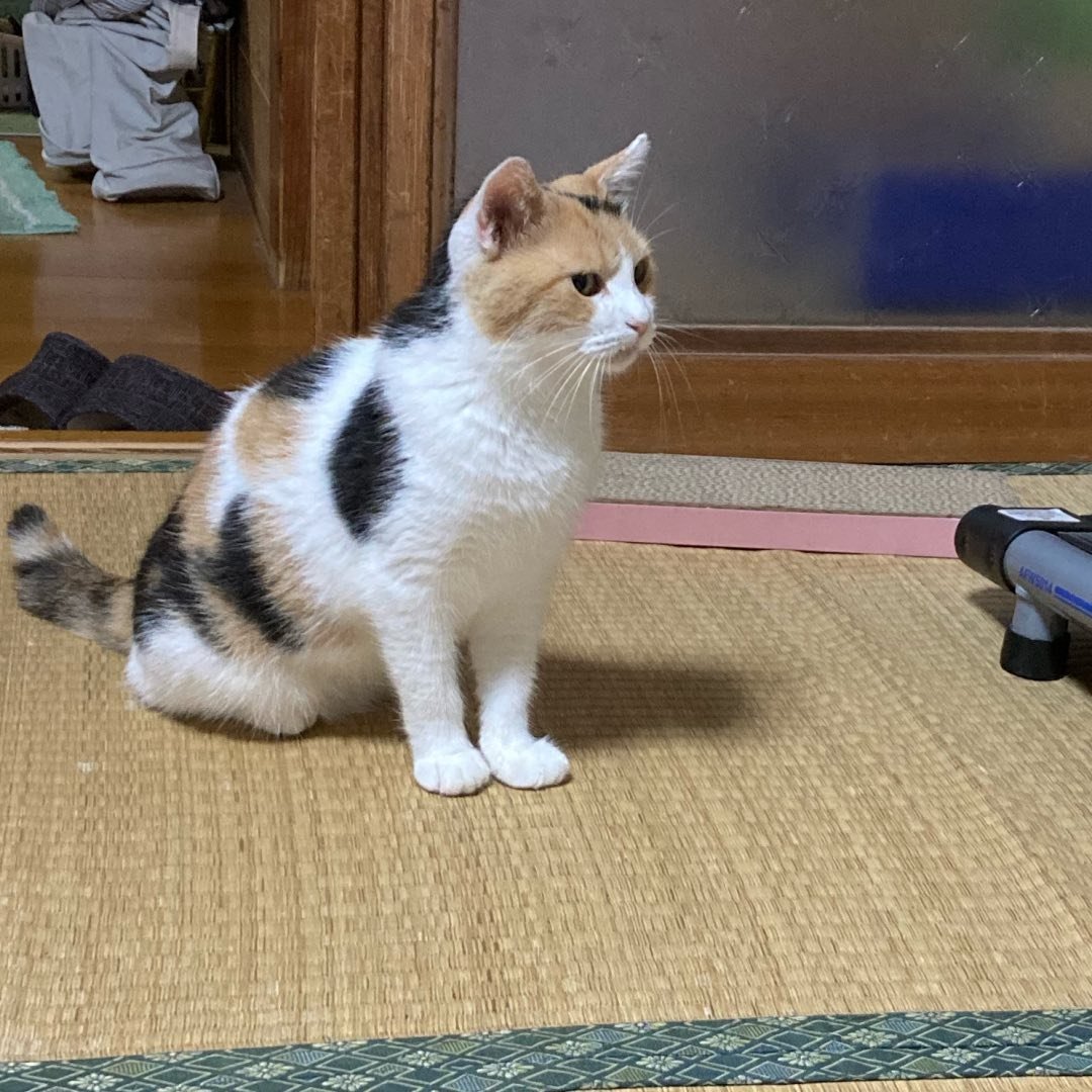 のりねこ様 mike_noritama(ミケねこ) / のりたま ちゃんねる | ＃OSHINEKO