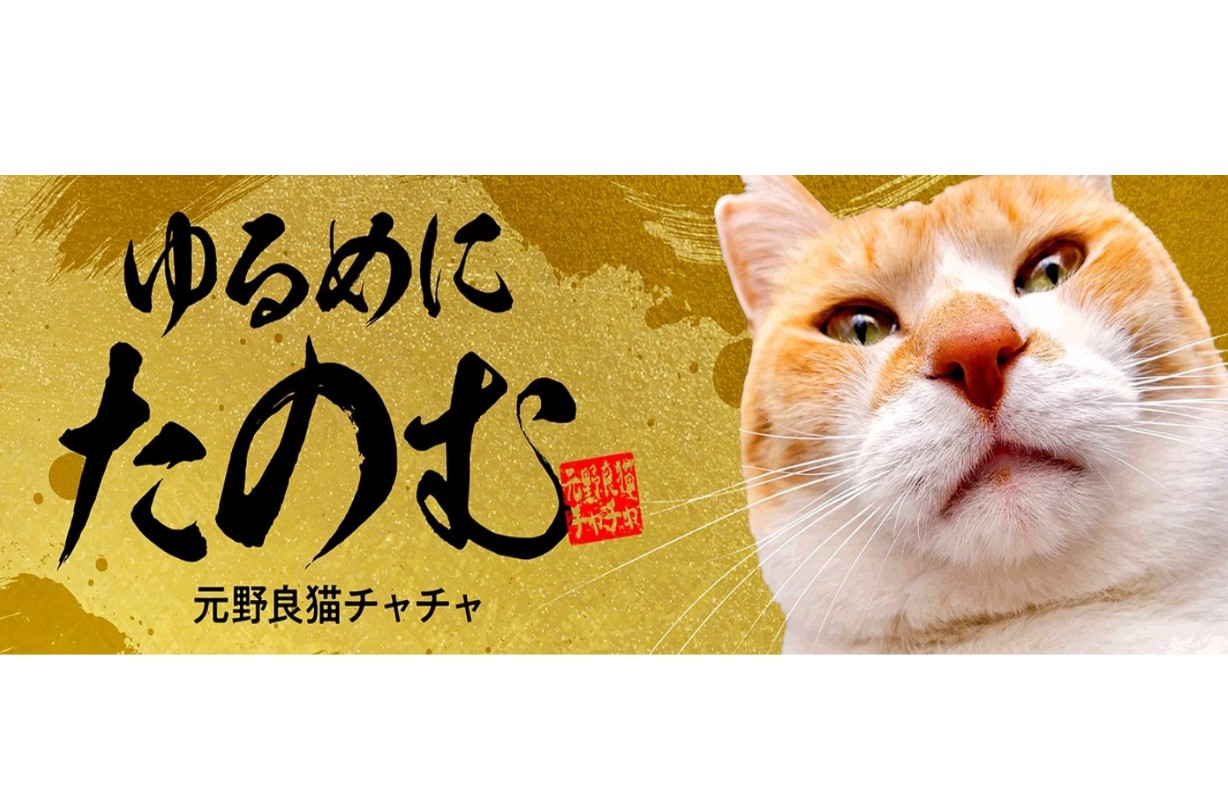 元野良猫チャチャとR me「これからも“保護猫の星”として、まだ見ぬ仲間
